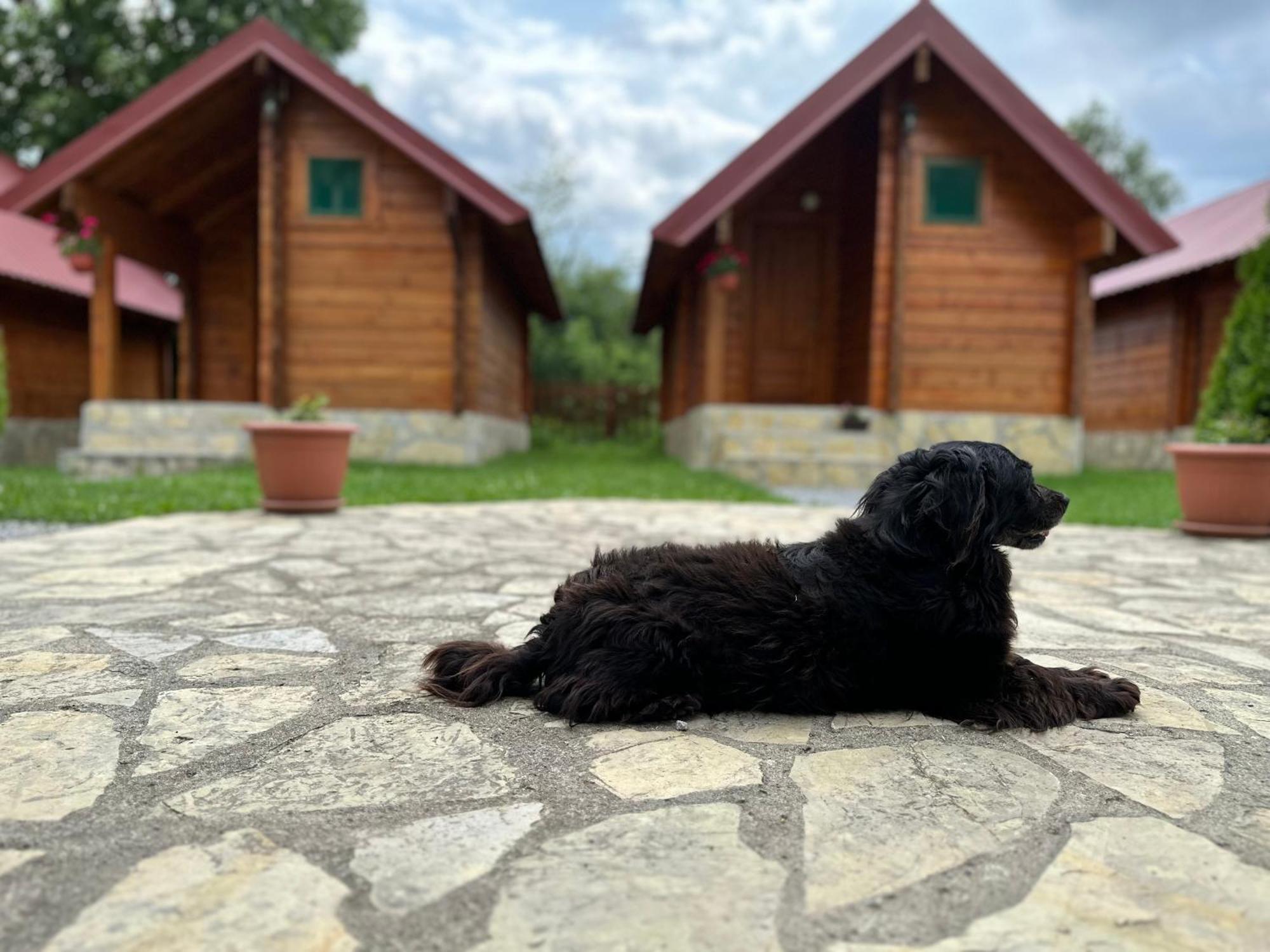 Tara Valley Eco Lounge Mojkovac Eksteriør billede